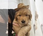 Puppy Blue Golden Retriever