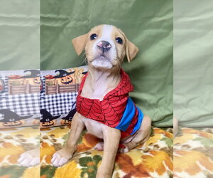 Mutt Dogs for adoption in Hillsboro, MO, USA