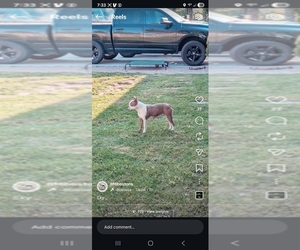 Mother of the Boston Terrier puppies born on 01/10/2026