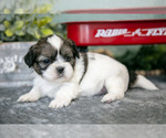Small Photo #4 Shih Tzu Puppy For Sale in CLARE, MI, USA