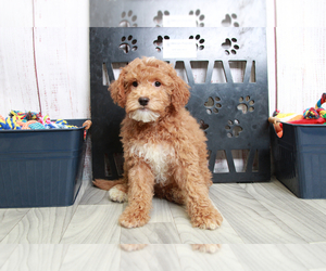Goldendoodle (Miniature) Puppy for sale in MARIETTA, GA, USA