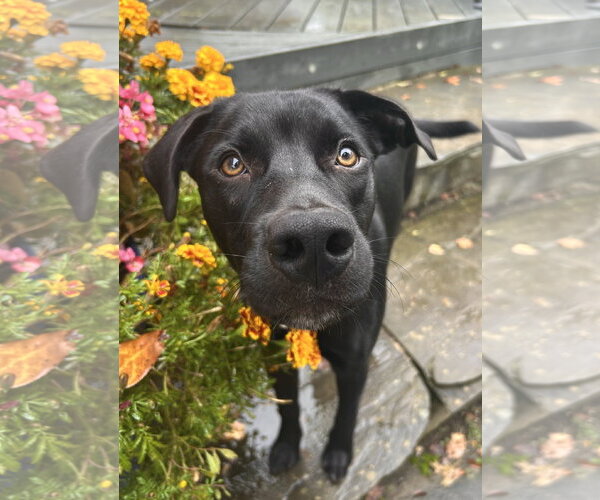 Medium Photo #1 Border Collie-Unknown Mix Puppy For Sale in Landenberg, PA, USA