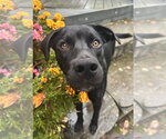 Enzo Ferrari - Male Border Collie-Unknown Mix Dog for Adoption - Small photo