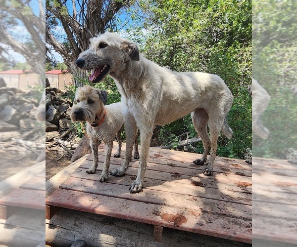 Medium Photo #1 Irish Wolfhound-Poodle (Standard) Mix Puppy For Sale in CEDAREDGE, CO, USA