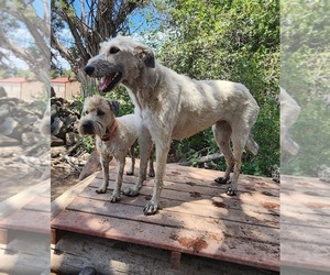 Mother of the Irish Wolfhound-Poodle (Standard) Mix puppies born on 08/16/2025