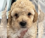 Puppy 5 Cockapoo