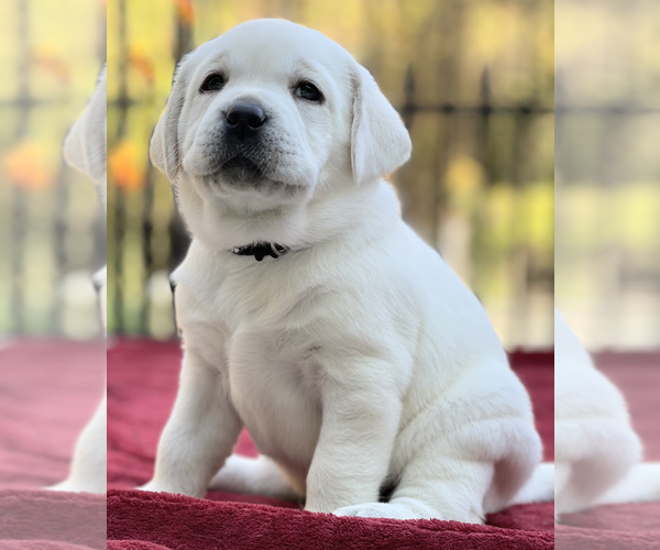 Medium Photo #4 Labrador Retriever Puppy For Sale in GLENDALE, CA, USA
