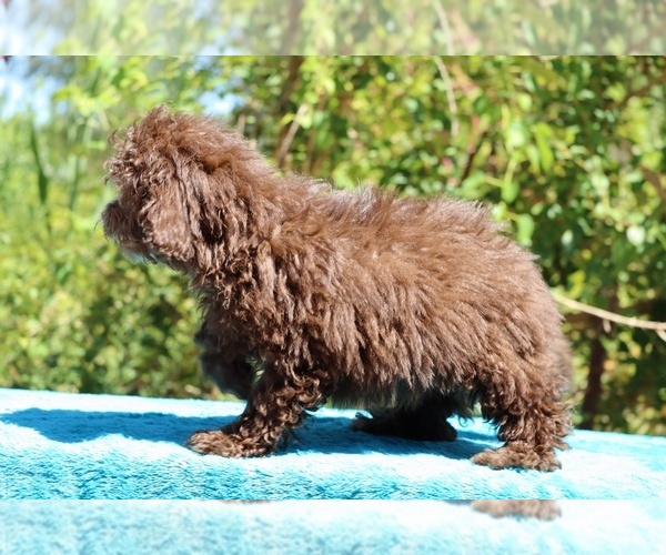 Medium Photo #20 ShihPoo Puppy For Sale in DYERSBURG, TN, USA