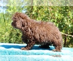 Small #19 ShihPoo