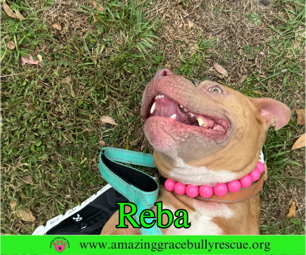 Medium Photo #5 American Bulldog-Unknown Mix Puppy For Sale in Pensacola, FL, USA