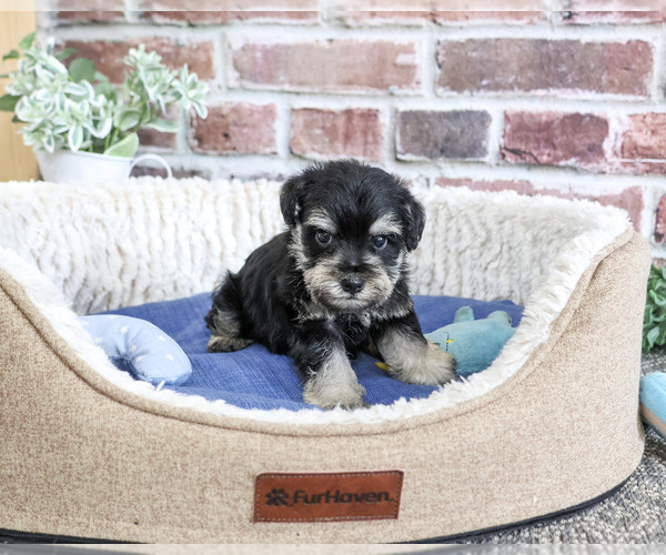 Medium Photo #2 Schnauzer (Miniature) Puppy For Sale in SYRACUSE, IN, USA