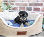 Small #1 Schnauzer (Miniature)