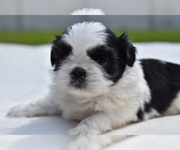 Medium Photo #5 Shih Tzu Puppy For Sale in PALM COAST, FL, USA