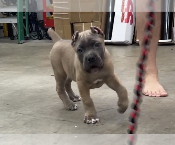 Medium Photo #1 Cane Corso Puppy For Sale in BARTOW, FL, USA