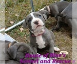 Small #7 American Pit Bull Terrier