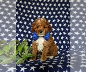 Poodle (Miniature) Puppy for sale in CHRISTIANA, PA, USA