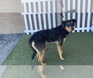 Rottweiler-Unknown Mix Dogs for adoption in Modesto, CA, USA