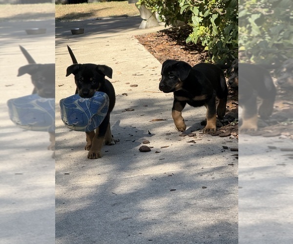 Medium Photo #4 Shepweiller Puppy For Sale in SAINT AUGUSTINE, FL, USA