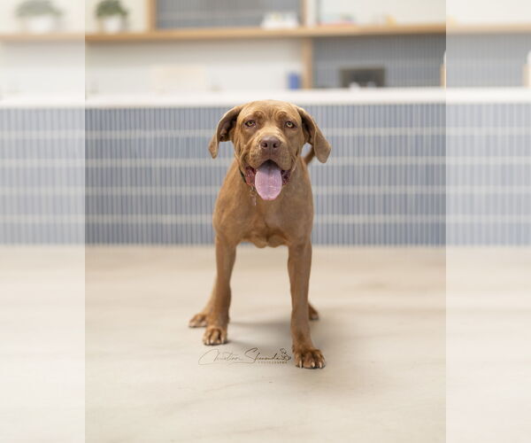 Medium Photo #1 Mastador Puppy For Sale in Marina Del Rey, CA, USA