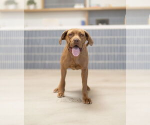 Mastador Dogs for adoption in Marina Del Rey, CA, USA