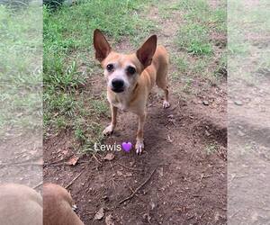 Lewis [bonded to Steve] - Male Chihuahua-Unknown Mix Dog for Adoption - Photo #2