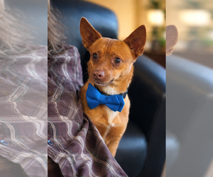Vinny - Male Chipin Dog for Adoption - Photo #2