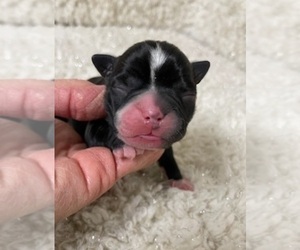 Boston Terrier Puppy for sale in CRKD RVR RNCH, OR, USA