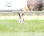 Small Photo #2 Boston Terrier Puppy For Sale in WARSAW, IN, USA