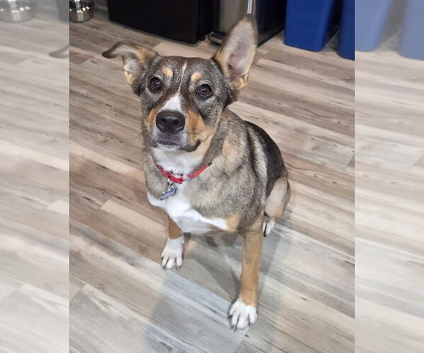 Medium Photo #3 Mutt Puppy For Sale in Oak Bluffs, MA, USA