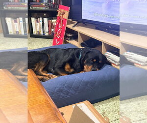 Rottweiler Dogs for adoption in Andover, MN, USA
