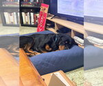 Walter Blackwell - Male Rottweiler Dog for Adoption - Small photo