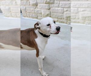 TEDDY - Soft as a Teddy Bear - Male Mutt Dog for Adoption - Photo #18