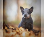 Puppy 3 Australian Cattle Dog