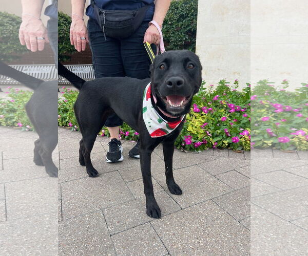 Medium Photo #5 Labrador Retriever-Unknown Mix Puppy For Sale in The Woodlands, TX, USA
