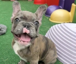 French Bulldog Puppy for sale in ANNAPOLIS, MD, USA