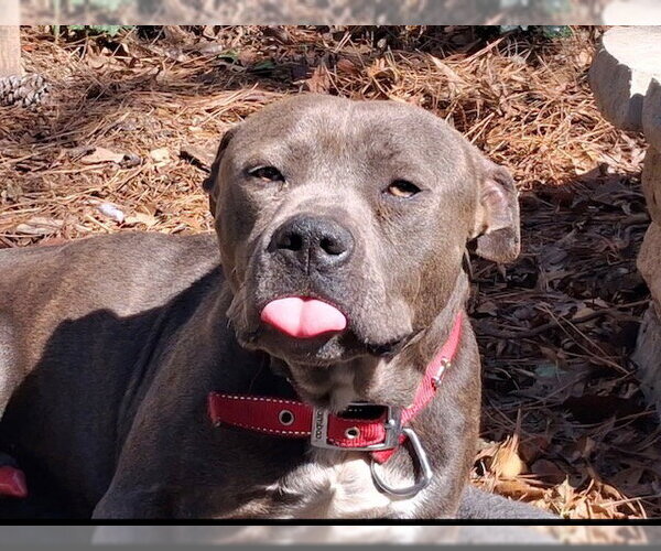 Medium Photo #2 American Pit Bull Terrier-Staffordshire Bull Terrier Mix Puppy For Sale in Atlanta, GA, USA