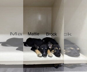 Gerberian Shepsky Dogs for adoption in El Centro, CA, USA