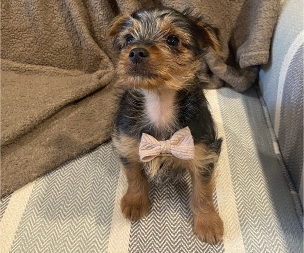 Medium Photo #11 Yorkshire Terrier Puppy For Sale in RICHMOND, MI, USA