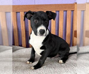 Labrador Retriever-Unknown Mix Dogs for adoption in Genesee, WI, USA