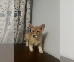 Pembroke Welsh Corgi Puppy for sale in DURHAM, CT, USA