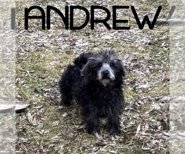 Medium Photo #4 Schnoodle (Miniature) Puppy For Sale in HARTLAND, MN, USA