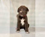 Small #16 German Shorthaired Pointer-Siberian Husky Mix