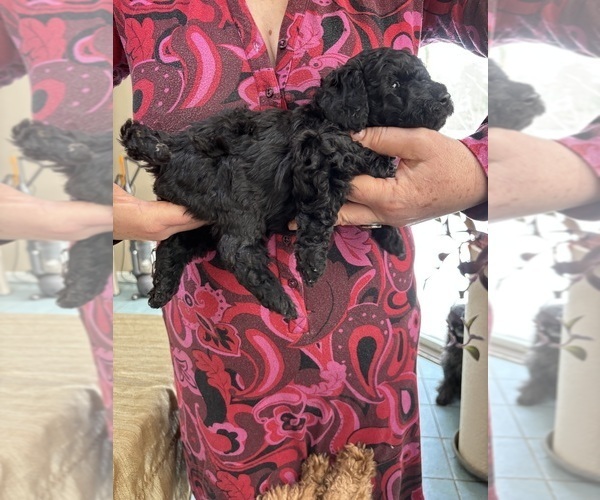 Medium Photo #26 Poodle (Miniature) Puppy For Sale in EAST AMHERST, NY, USA