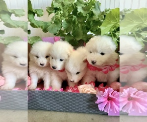 Samoyed Puppy for sale in MONTE VISTA, CO, USA