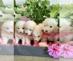 Small Photo #1 Samoyed Puppy For Sale in MONTE VISTA, CO, USA