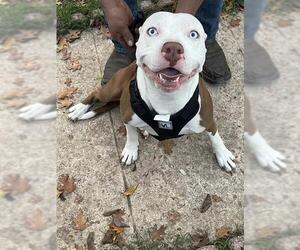 American Staffordshire Terrier-Unknown Mix Dogs for adoption in San Antonio, TX, USA