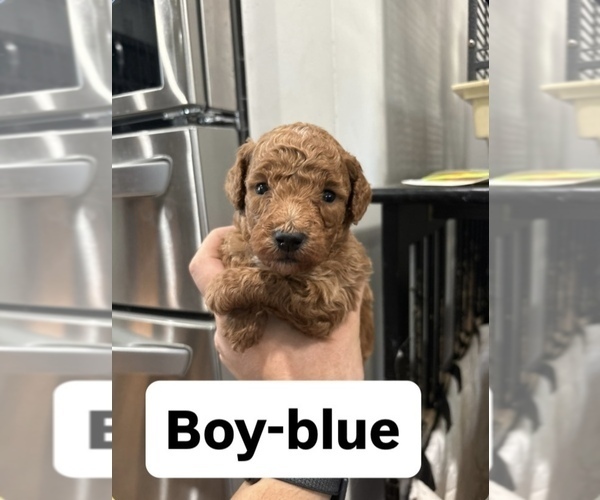 Medium Photo #3 Goldendoodle (Miniature) Puppy For Sale in DALLAS, TX, USA