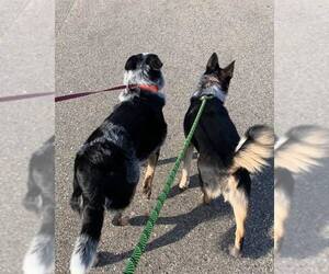 Cooper - Female Mutt Dog for Adoption - Photo #3