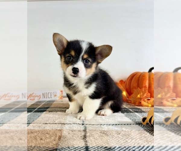 Medium Photo #4 Pembroke Welsh Corgi Puppy For Sale in GREENFIELD, IN, USA