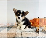 Small #3 Pembroke Welsh Corgi